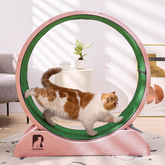 RYpetmia Cat Exercise Wheel 31.5 Inch Cat Treadmill for Indoor Cats Cat Running Wheel with Carpeted Runway Easy to Install & Fitness & Health Suitable for Most Cats Plastic Cat Wheel